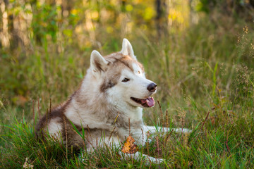 Profile Portrait of cute siberian Husky dog lying in the bright fall forest at sunset