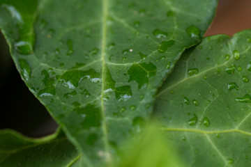 leave and water drops detail. Macro photography. Rain and nature concept