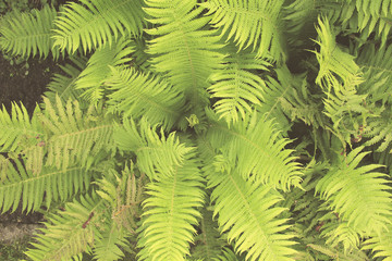 details of fern leaf
