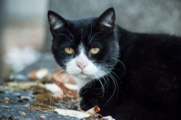 portrait of black cat on tomb in cemetery