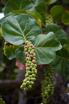 Sea Grape in Taaoa Beach, Atuona Commune, Hiva Oa Island, Marquesas Islands, French Polynesia