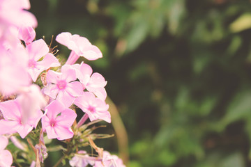 pink hortensia flower in green garden landscape
