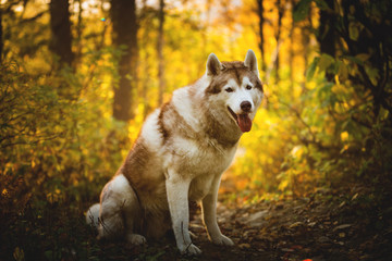 Portrait of happy and gorgeous Beige and white dog breed Siberian Husky posing in autumn in the bright forest