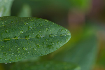 leave and water drops detail. Macro photography. Rain and nature concept