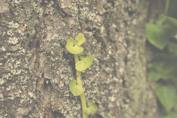 tree trunk with small green leaves in forest
