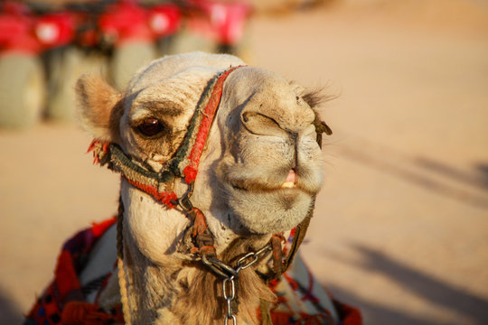 Desert in Egypt. Sharm el Sheikh. Sand and Sand Borkhan. Rock and sunset. A funny traditional Arabian camel in a harness