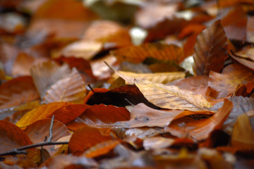 Naklejka na ściany i meble Autumn leaves on the ground. Autumn natural background