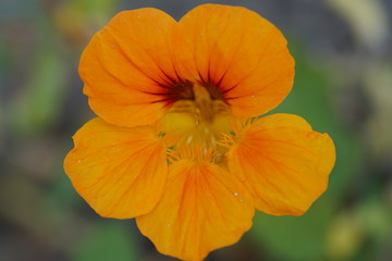 orange flower in garden