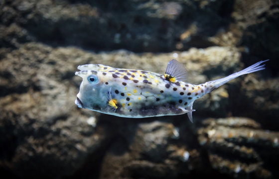 Lactoria cornuta