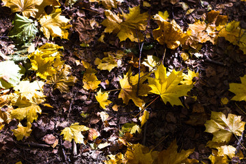 Autumn forest, golden foliage and sunlight. Park in the autumn.
