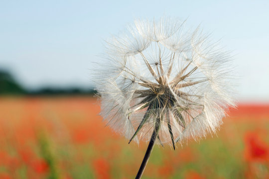 Close-up of a dandelion flower, spring.