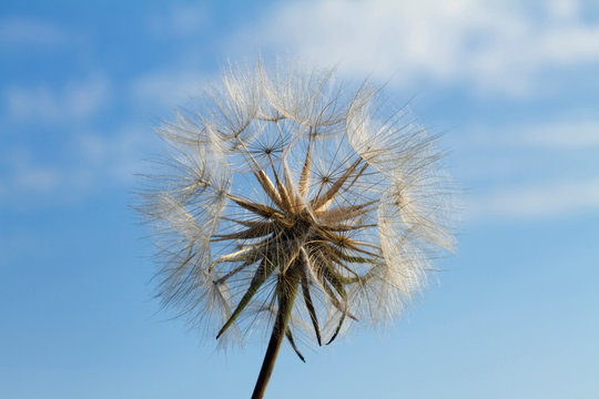 Close-up of a dandelion flower, spring.