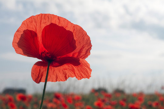 France, close up of a poppy flower, spring.