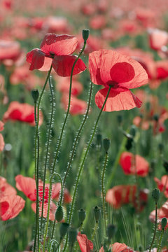 France, Chaumes-en-Retz, department 44, field of poppies, spring.