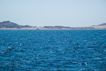 Fototapeta na wymiar Red Sea in Egypt. View of coral and island. Blue water and palm trees.Paradise in Sharm el Sheikh.