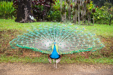 Display of Tail Feathers by a Peacock in Hawaii