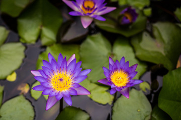 Image of Nymphaea flowers in the pond. Beautiful violet water lily or blue lotus background. Details and colors - obrazy, fototapety, plakaty