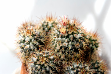 cactus in a pot with flowers