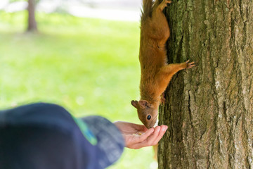 Feeding squirrel from the human hand on the tree