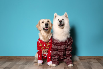 Cute dogs in Christmas sweaters on floor near color wall