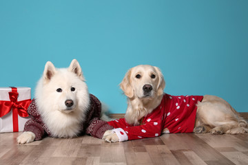 Cute dogs in warm sweaters and Christmas gift on floor near color wall