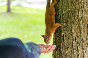 Feeding squirrel from the human hand on the tree