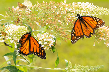 White Butterfly bush with a migrating Monarch butterfly refueling on nectar, and another one on the...