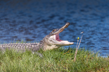Alligator mouth open