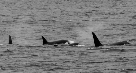 Fototapeta premium orca family