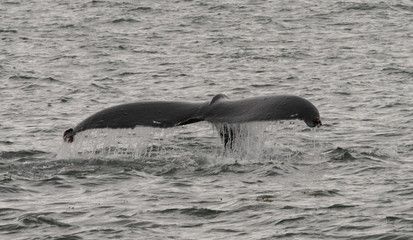 Obraz premium Whale tail in water