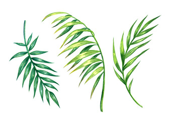 Set of green palm leaves, watercolor painting on white background, isolated with clipping path.