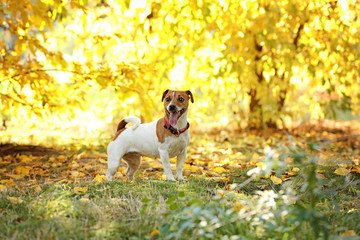 Cute Jack Russell terrier in park. Autumn walk