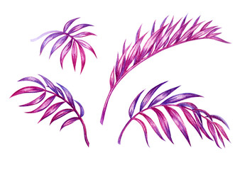 Set of palm leaves are not the usual coloring, watercolor painting on a white background, isolated with clipping path.