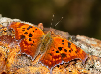 Polygonia interrogationis, Question mark butterfly, feeding on fermented fruit on a Persimmon tree trunk