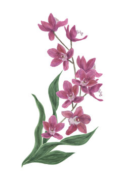 watercolor painting of orchid flowers. Design elements for wedding invintation, greeting card