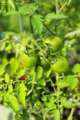 Green Tomatoes on Vine