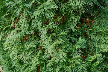 Green natural texture thuja western 