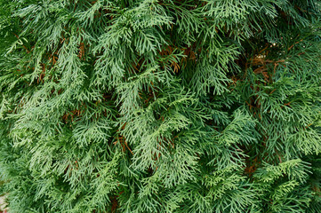 Green natural texture thuja western "Smaragd" (Thuja occidentalis 'Smaragd'). Closeup of green thuya needles as a natural background for design.