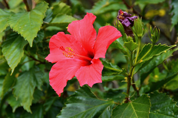 Hibiskus Blume © DarkoDaniel