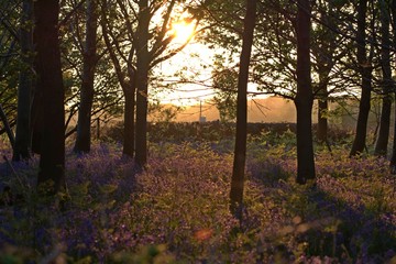 Obraz premium wildwoods sunset