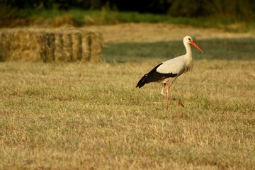 stork in the field, summer evening sunset