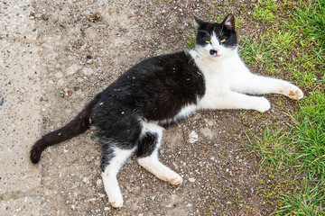 Naklejka premium Closeup black white cat sitting on floor in sunny day 