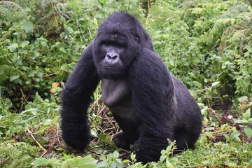 Boss gorilla