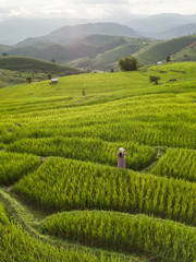 Green Terraced Rice Field in Pa Pong Pieng , Mae Chaem, Chiang Mai Province, Thailand