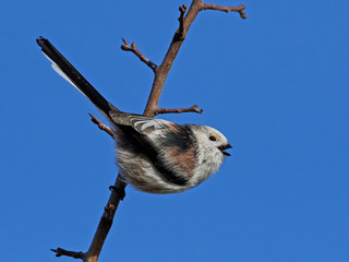 Long-tailed tit (Aegithalos caudatus)