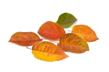 Colorful autumn leaves isolated on white background