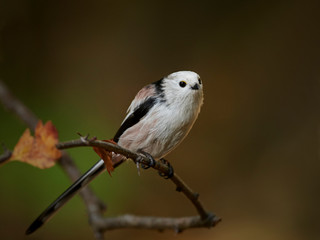 Long-tailed tit (Aegithalos caudatus)