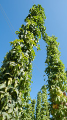 Hopfen im Hopfenanbaugebiet in der Holledau bei Bad Gögging