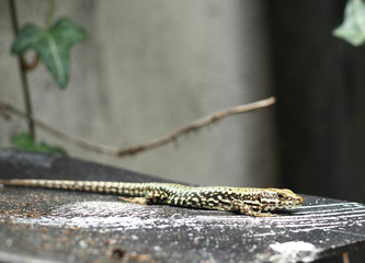 Lagartija con fondo desenfocado