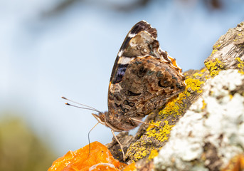 Ventral view of a Red Admilar butterfly drinking juice from persimmon fruit
